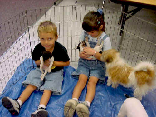 Puppy Petting Zoo | Happiness Unlimited 